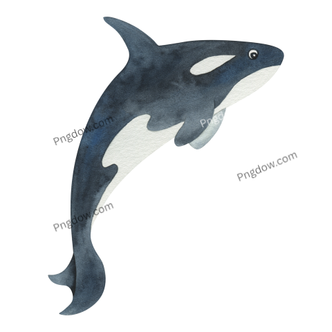 Killer whale, transparent Background image for free, (10)