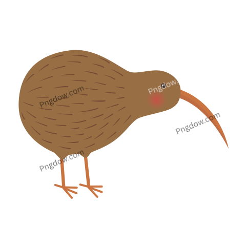 Kiwi bird Png transparent Background image free, (40)