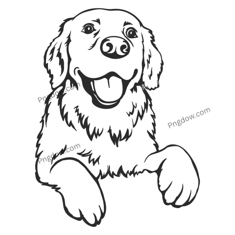 Labrador Retriever, transparent Background, free vector, (16)