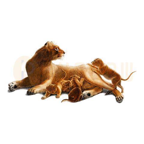 Lion and cubs, transparent Background free vector