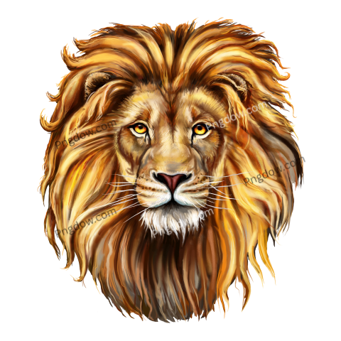 Lion Animal Illustration, transparent Background for free