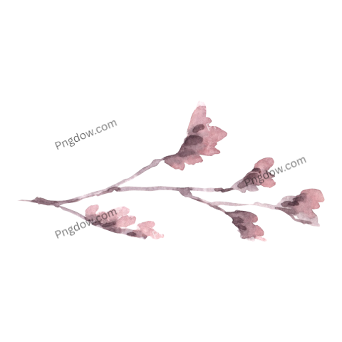 Flower Watercolor Illustration, png transparent background