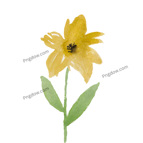 Watercolor Flower Illustration, transparent background