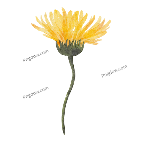 Yellow Watercolor Flower, transparent background