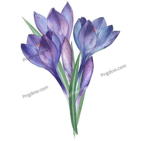 Watercolor Purple Flowers