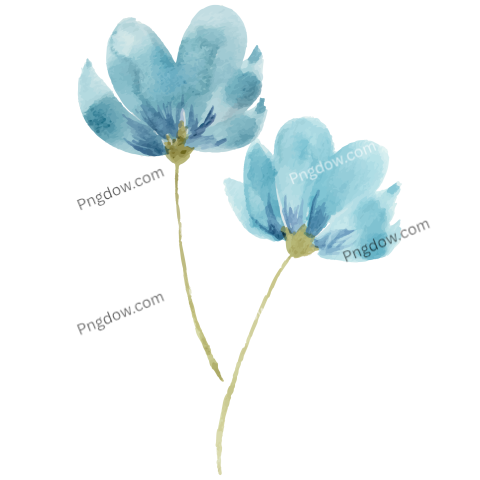 Vector collection of herry watercolor flowers and transparent background in png, (183)