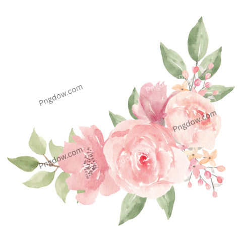Vector collection of herry watercolor flowers and transparent background in png, (179)