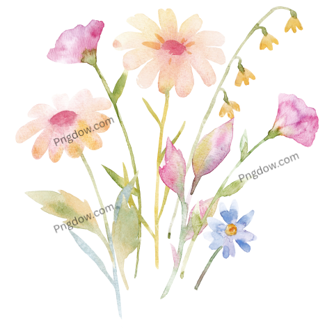 Vector collection of herry watercolor flowers and transparent background in png, (184)