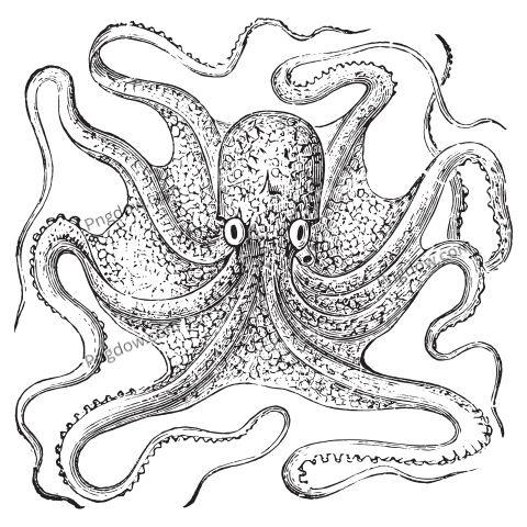 Octopus, png, transparent background for Free, (1)