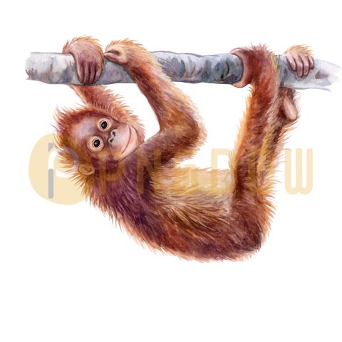 Orangutan monkey watercolor illustration