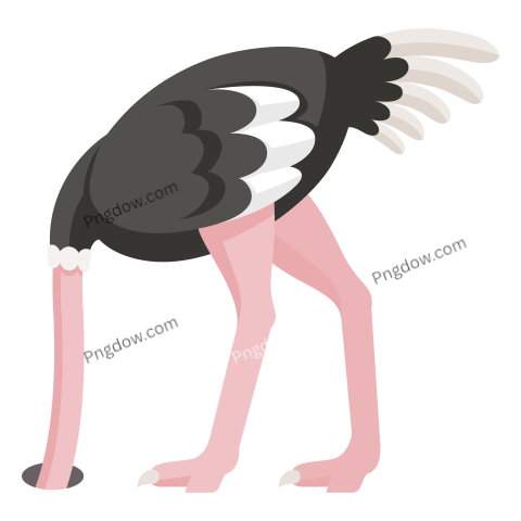 Ostrich transparent background image free