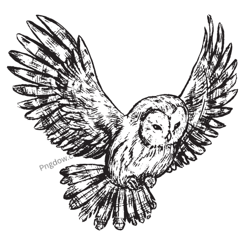 Owl Png transparent background
