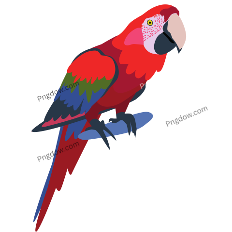 Ara Macaw Parrot