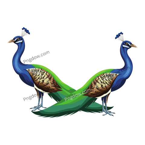 Peacock Bird Icon Cartoon Isolated