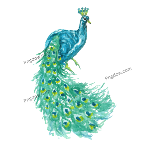 Watercolor peacock bird perch green