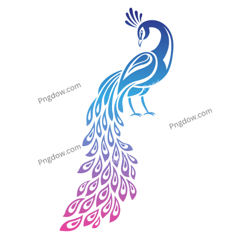 Peacock Stylized Illustration With Gradient