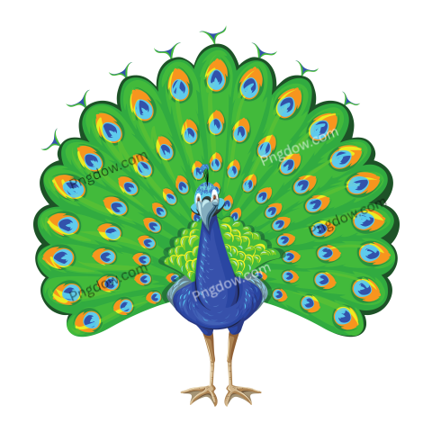 Peacock with Colorful Feather