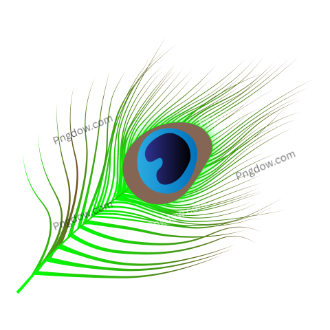 Peacock Feather
