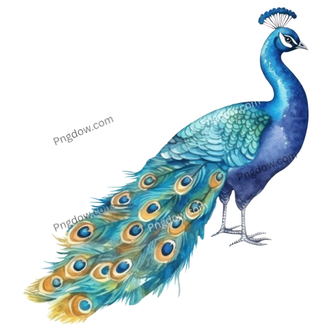 Peacock bird watercolor illustration, free