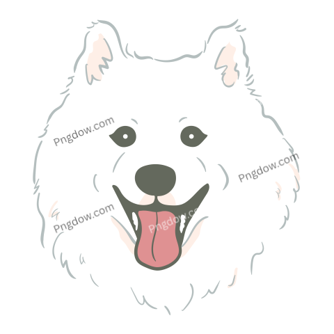 Samoyed dog face