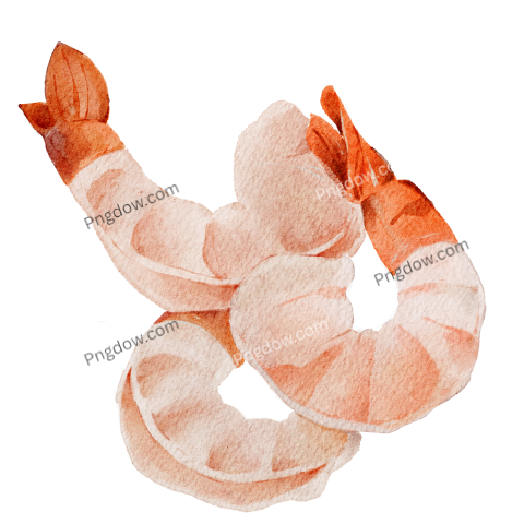 Shrimps Png images
