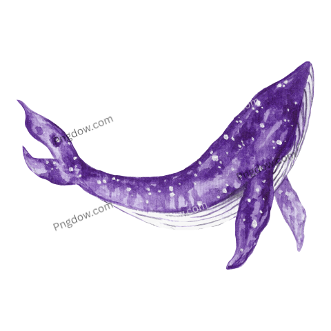 Purple Sperm Whale Jumping