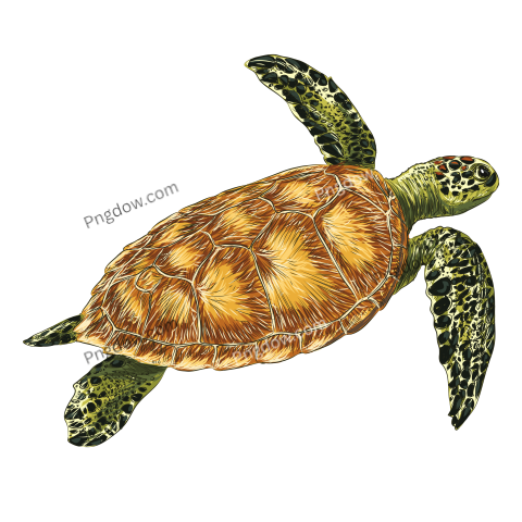 Turtle transparent background image free