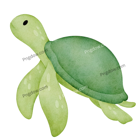 Turtle Watercolor illustration