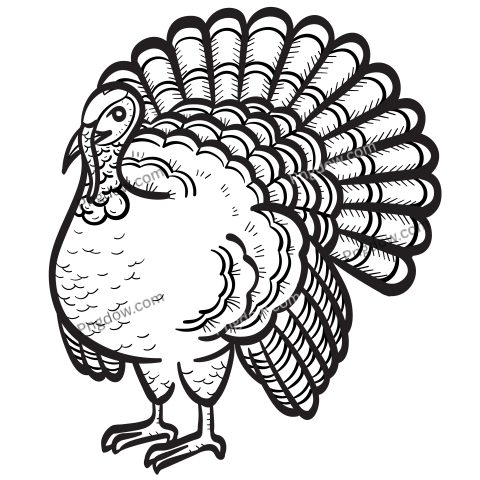 Turkey png transparent background images free (23)