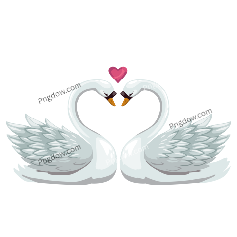 Swan birds in love isolated