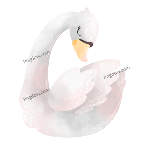 Swan image For Free transparent background