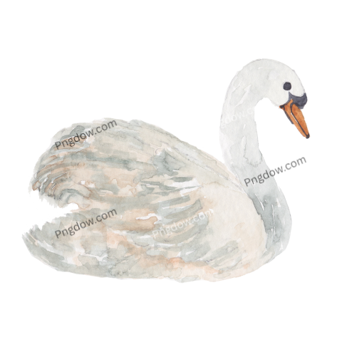 Swan transparent background image