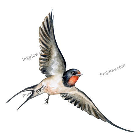 Swallow Bird Watercolor Illustration