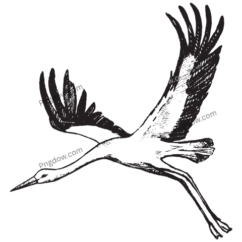 Flying Stork Sketch transparent background