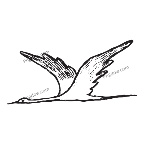 Flying Stork Illustration png image
