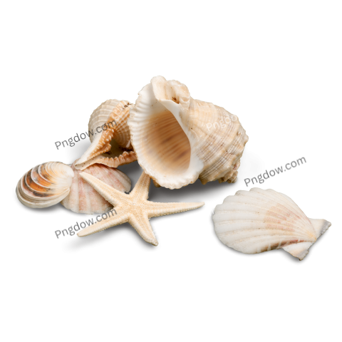 Starfish transparent background image