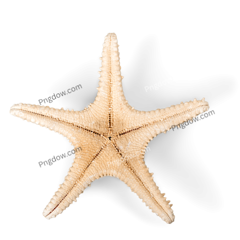 Starfish transparent background image free