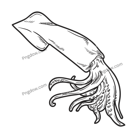 Hand Drawn Squid png free download