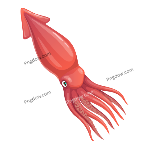 Cartoon squid, vector calamari mollusk animal