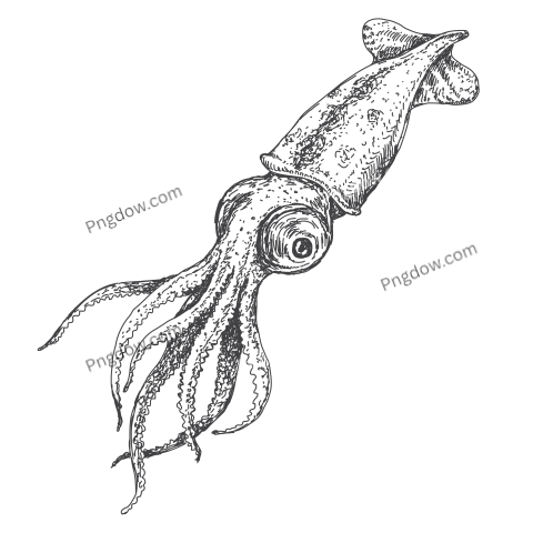 Hand Drawn Squid Png free