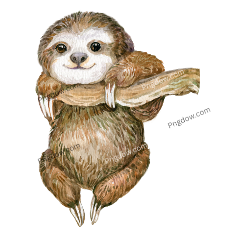 Sloth watercolor transparent background
