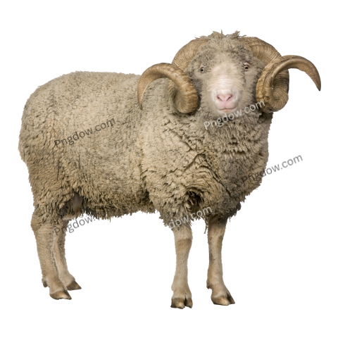 Arles Merino Sheep, Ram, 5 Years Old