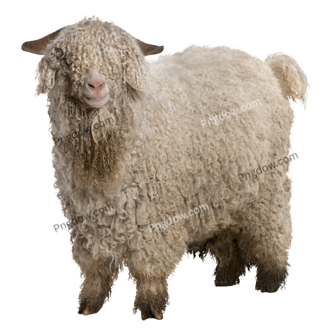 Angora Goat transparent background