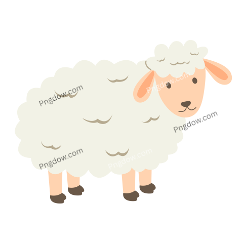 Eid Al Adha Sheep