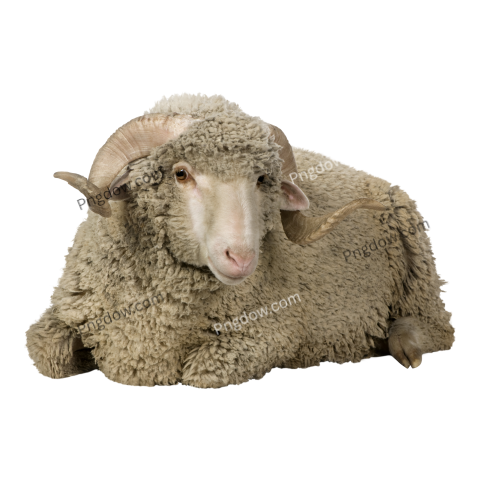 Arles Merino Sheep, Ram, 1 Year Old