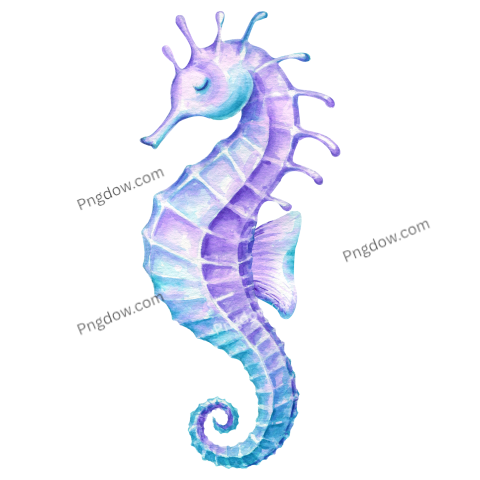 Watercolor Sea Horse Illustration