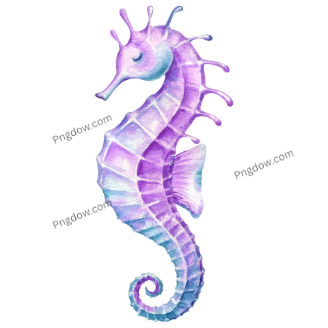 Watercolor Sea Horse Illustration free