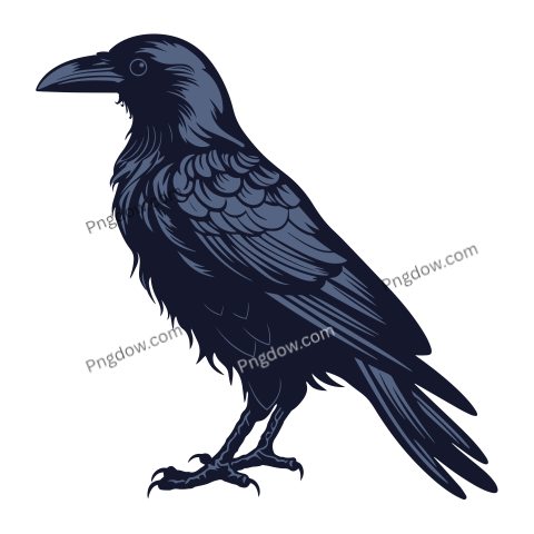 Illustration of wild raven transparent background