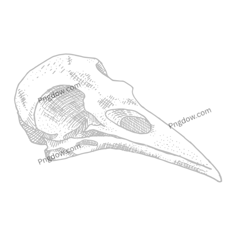 Handdrawn Skull Illustration