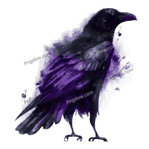 Watercolor raven transparent background